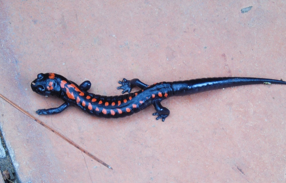 Bell S False Brook Salamander From Avandaro Valle De Bravo M X