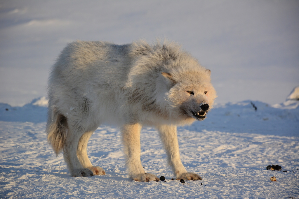 Полярный волк фото