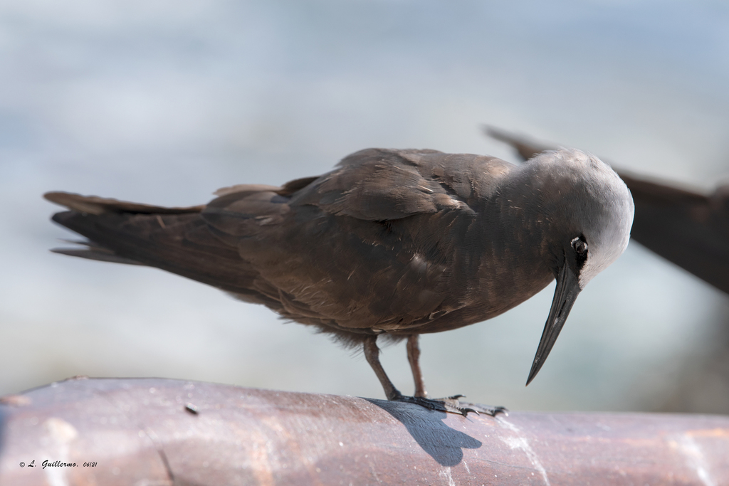 Black Noddy from Hotel MIA Isla Mujeres Q R México on June 5 2021