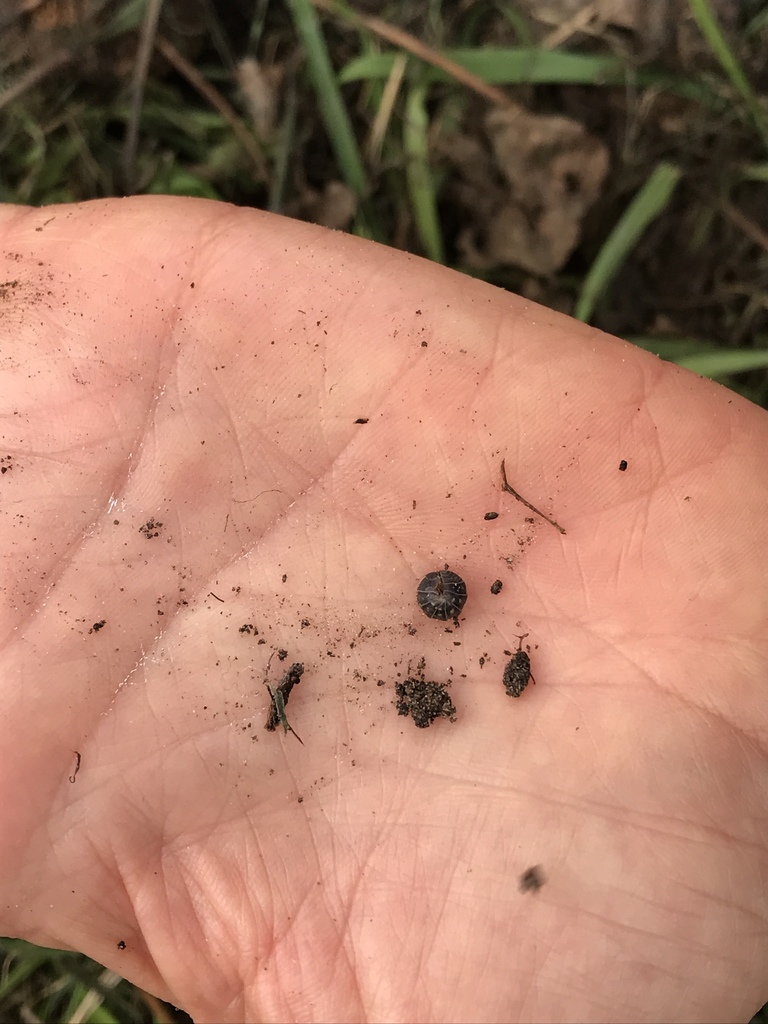 Common Pill Woodlouse From UCSB Santa Barbara CA US On February 10