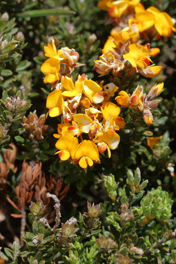 Golden Shaggy Pea From Falls Creek Vic Australia On December