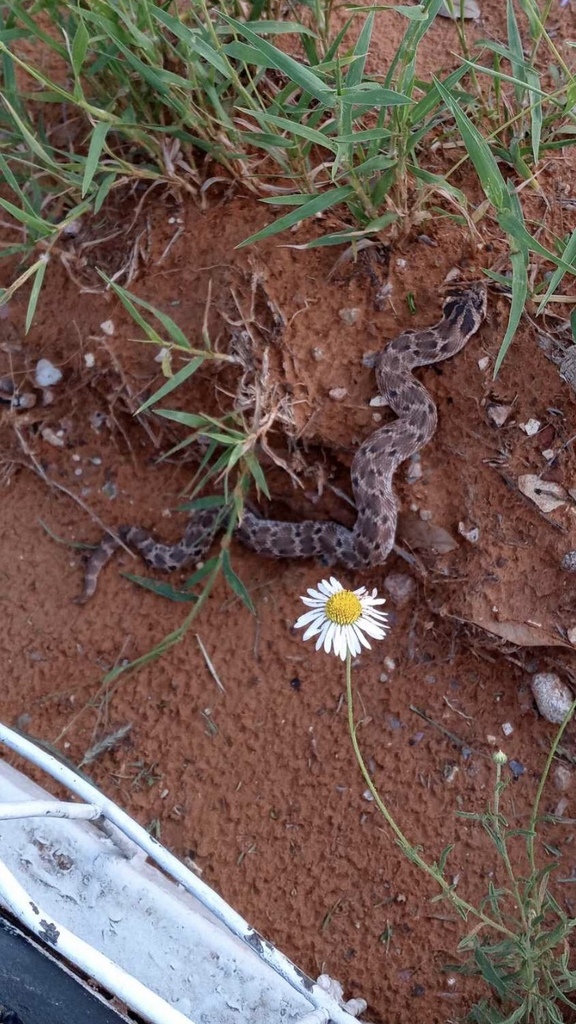 Mexican Hognose Snake From Chaparral Dr Catarina TX US On June 8