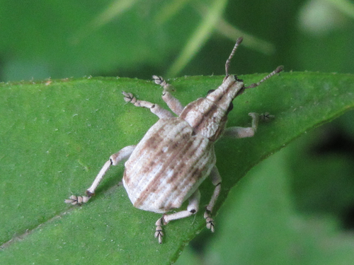 Catapionus Modestus NaturaLista Mexico