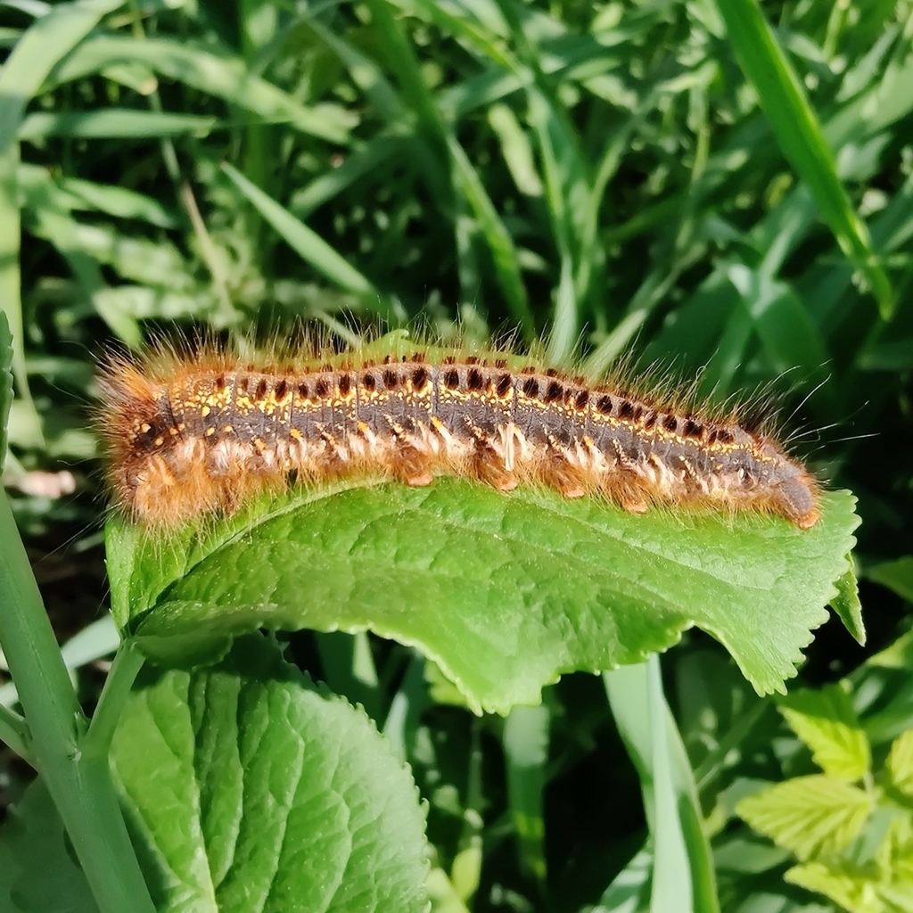 Drinker Moth From Kirchdorf A D Amper 85414 Kirchdorf An Der Amper