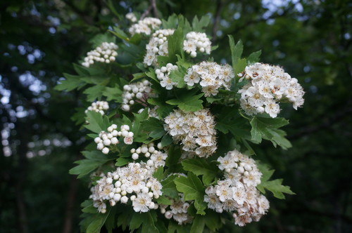 Five Seeded Hawthorn Crataegus Pentagyna N INaturalist