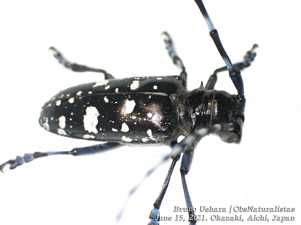 Asian Long Horned Beetle Invasive Insects Of South Mountain