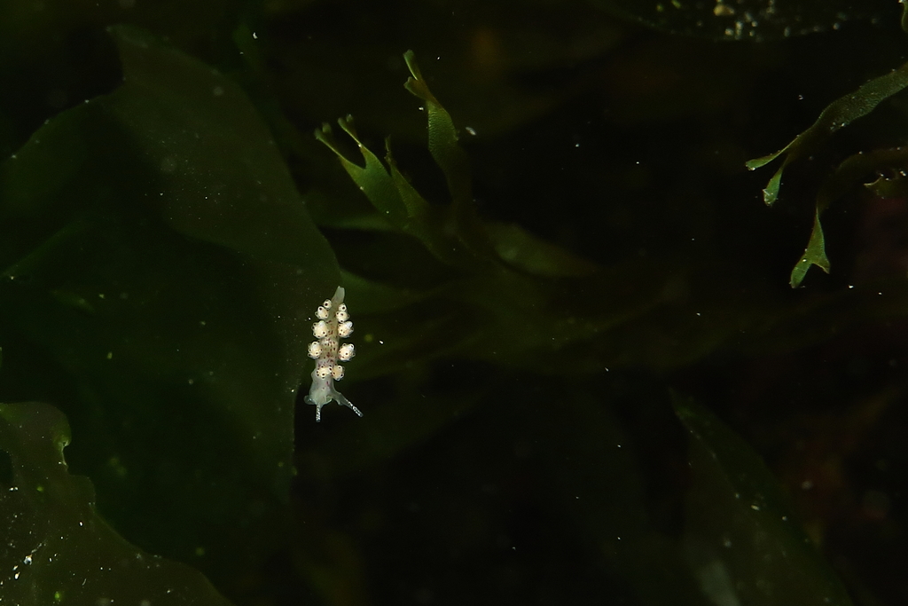 Crowned Seaslug From Passetto An On February At Pm By