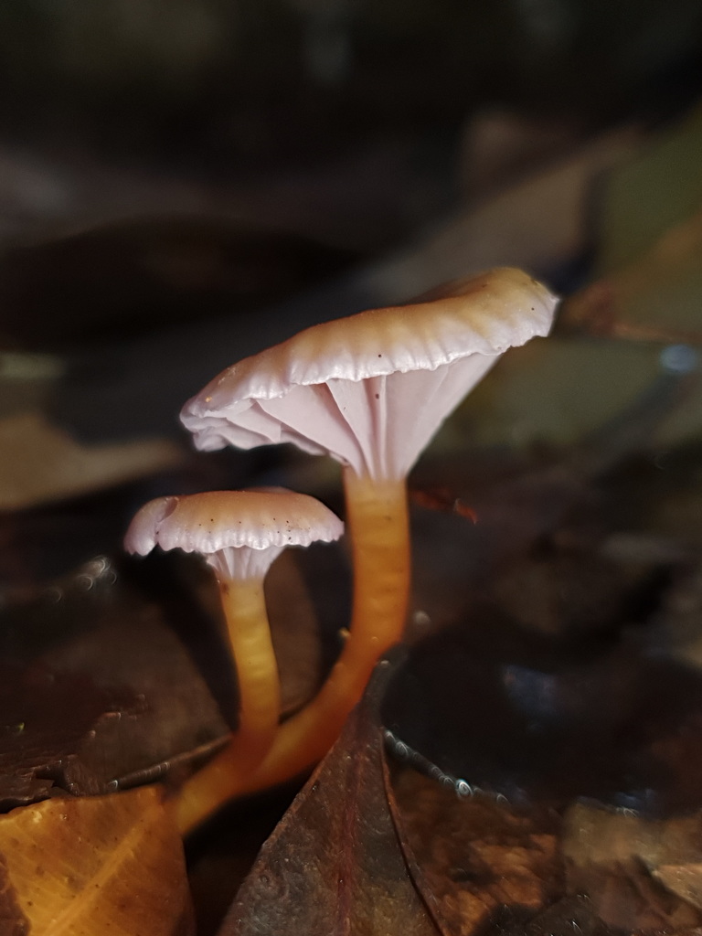 Hygrocybe Anomala From Somersby Falls Walking Track Somersby NSW 2250