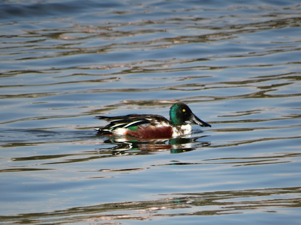 Northern Shoveler From Laguna De Acuitlapilco On January At