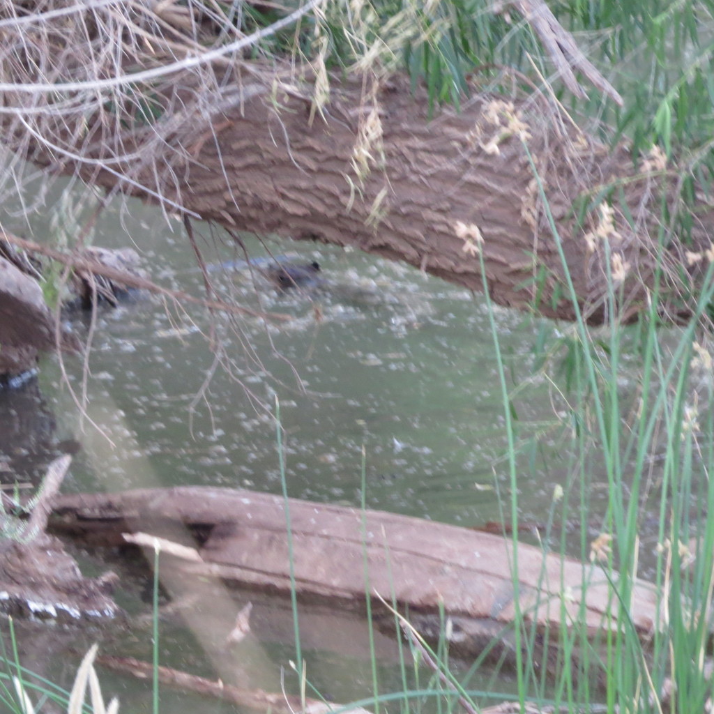 American Beaver From Cochise County Az Usa On June At