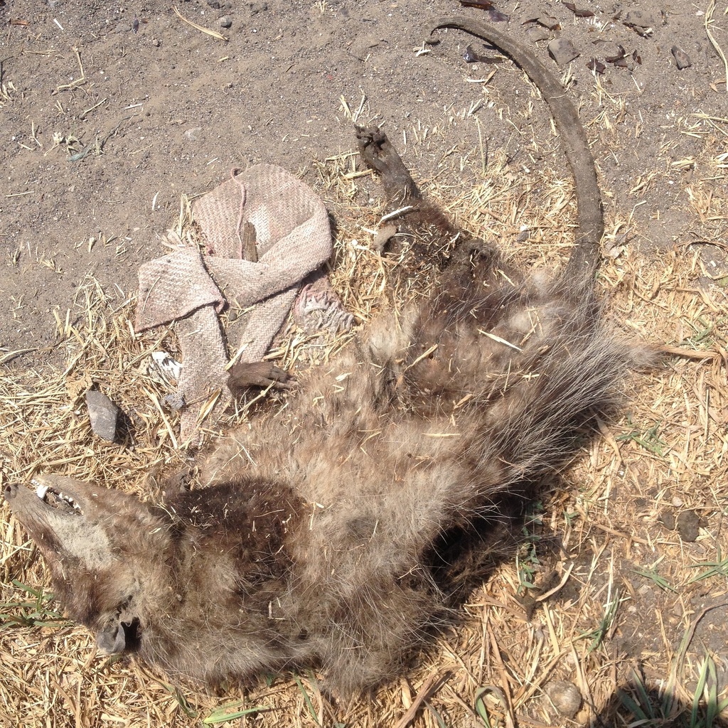 Virginia Opossum from Sin Nombre de Col 1 San Andrés Cholula Pue