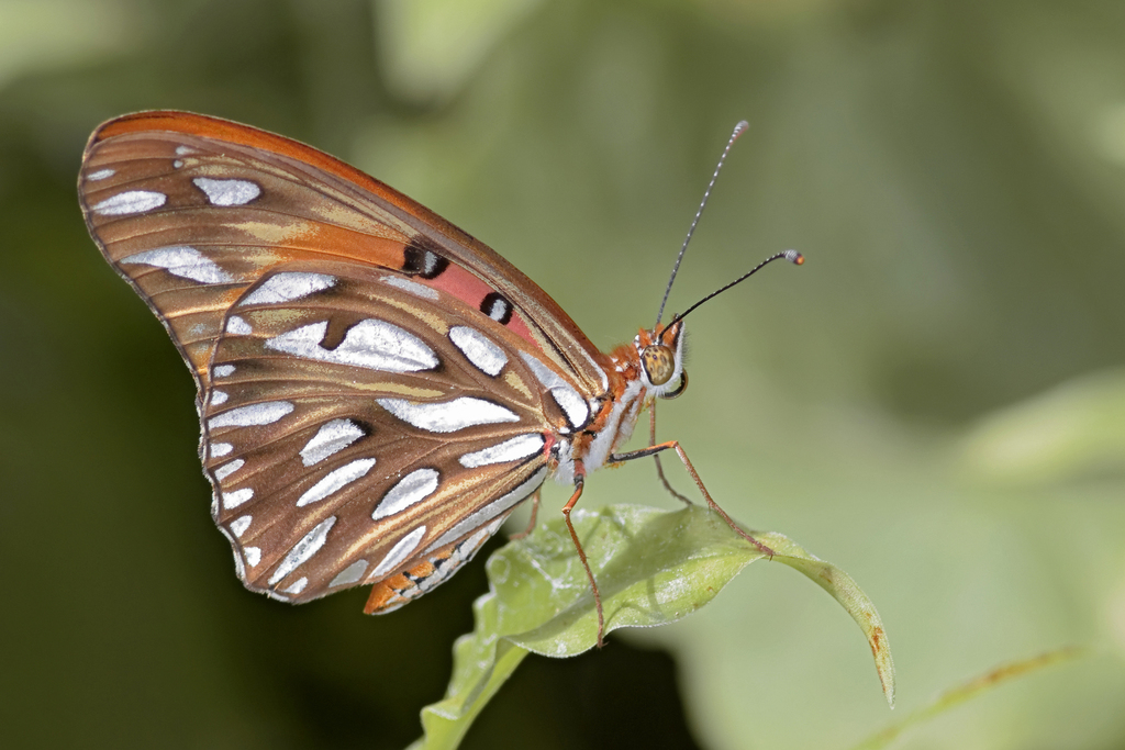 Gulf Fritillary From Puerto Madero Caba Argentina On March