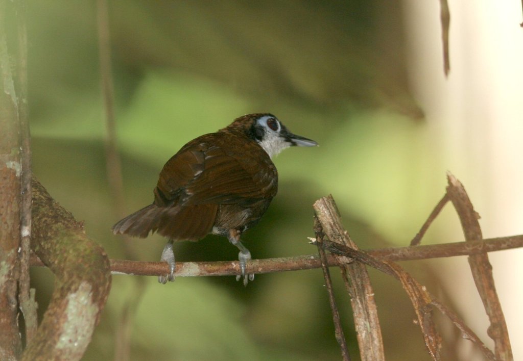 White Cheeked Antbird The Birds Of The Yasuni Inaturalist