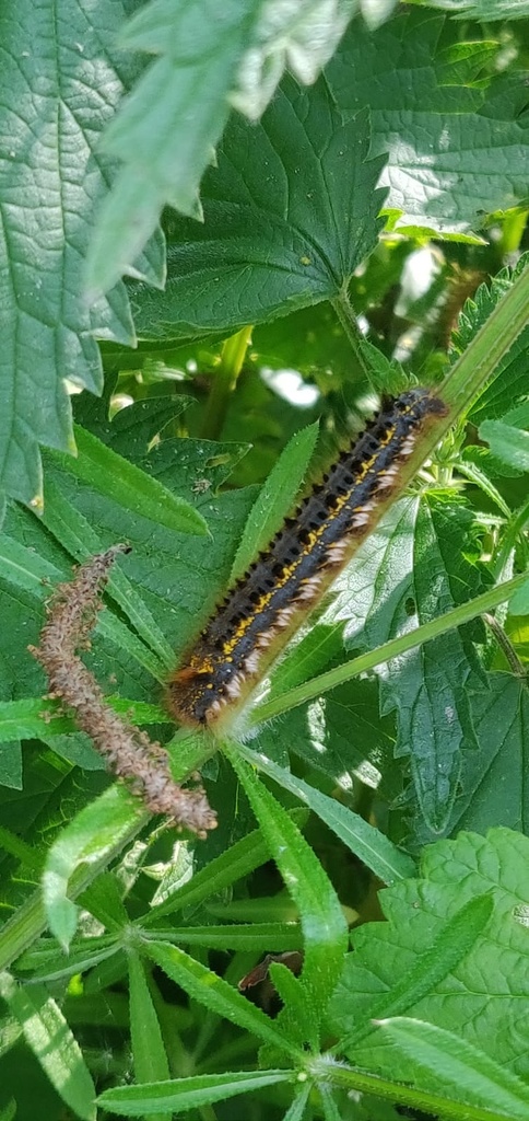 Drinker Moth From Kirchdorf An Der Amper Bayern DE On June 11 2021