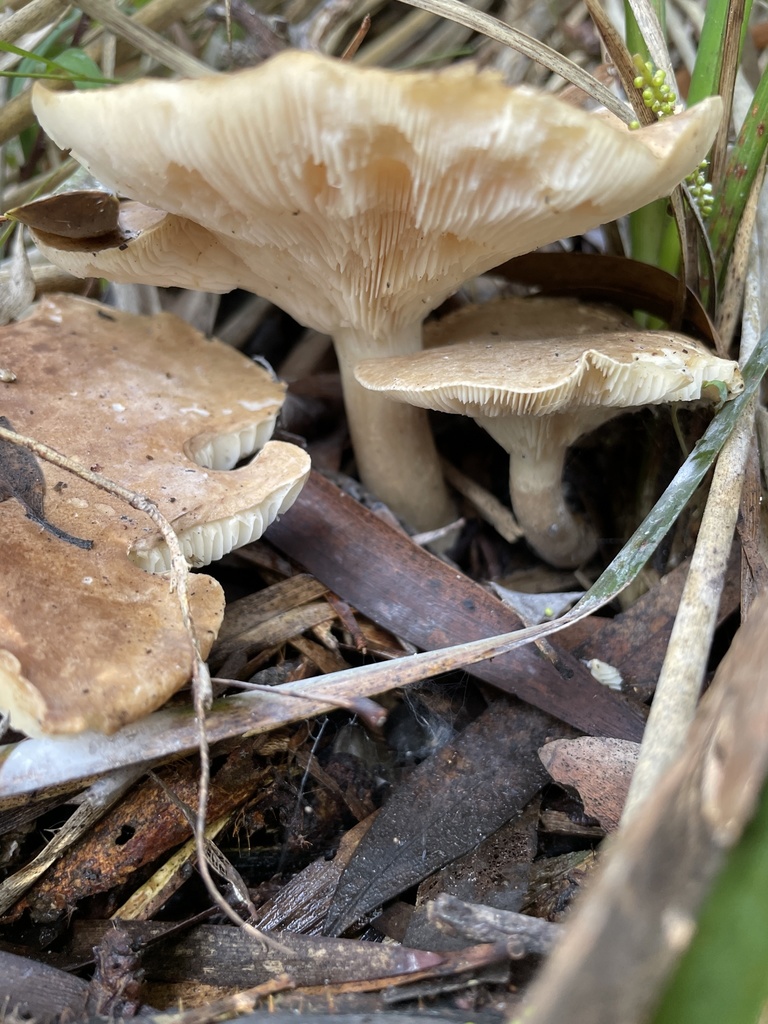 Common Gilled Mushrooms And Allies From Parkland Close Frankston South