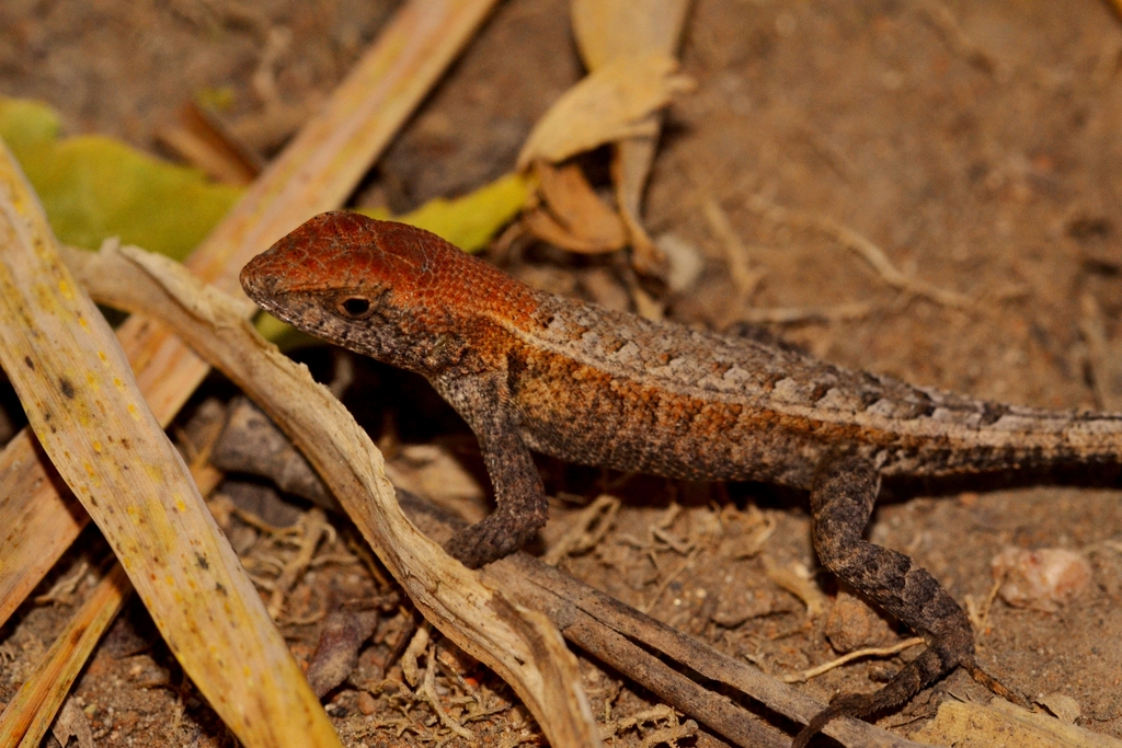 Lagartija Espinosa Chiapaneca Gu A De Reptiles Del Pn Ca N Del