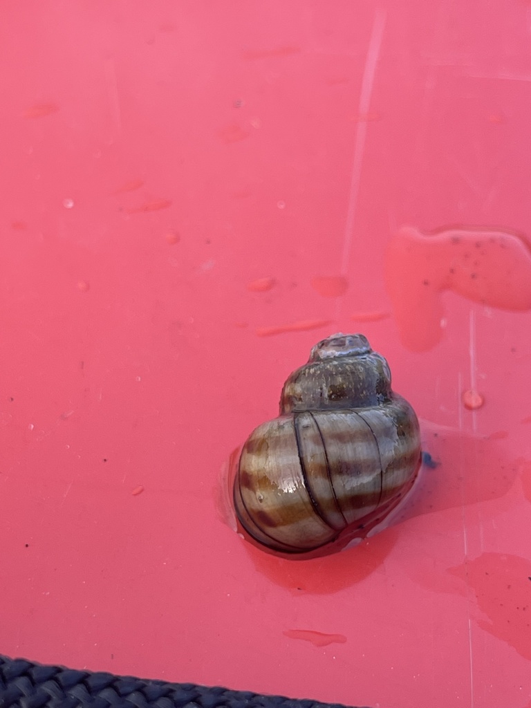 Banded Mystery Snail From Birch Lake Solon Springs WI US On June 25