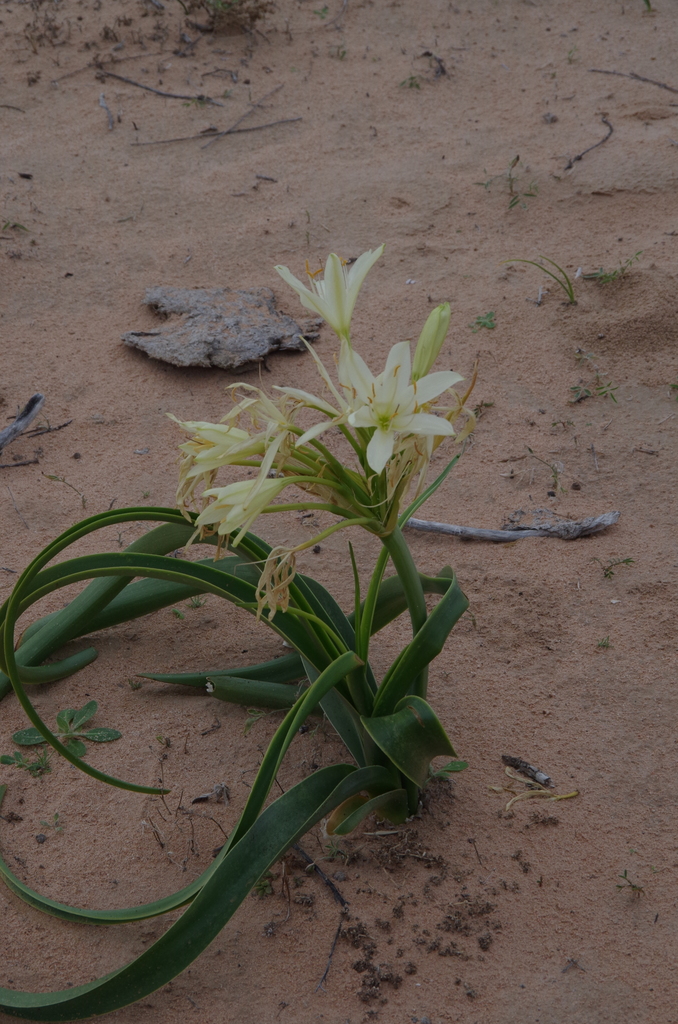 Crinum Flaccidum From Innamincka Sa Australia On July At