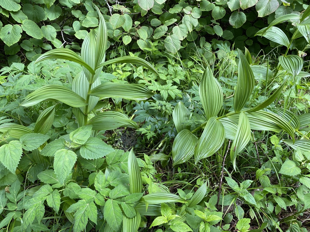 Green False Hellebore From Sevier County Great Smoky Mountains