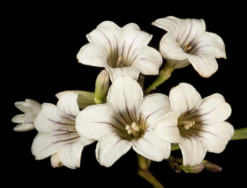 Duboisia Hopwoodii INaturalist Mexico