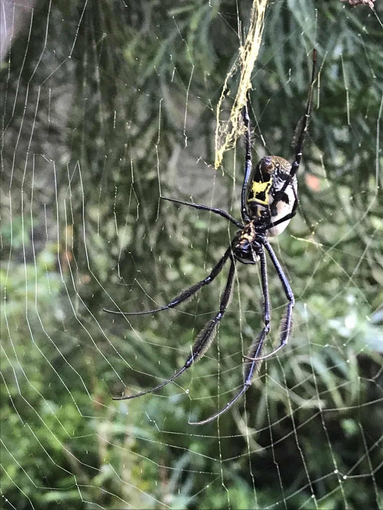 Southern Blackleg Orbweaver From Kirstenbosch National Botanical