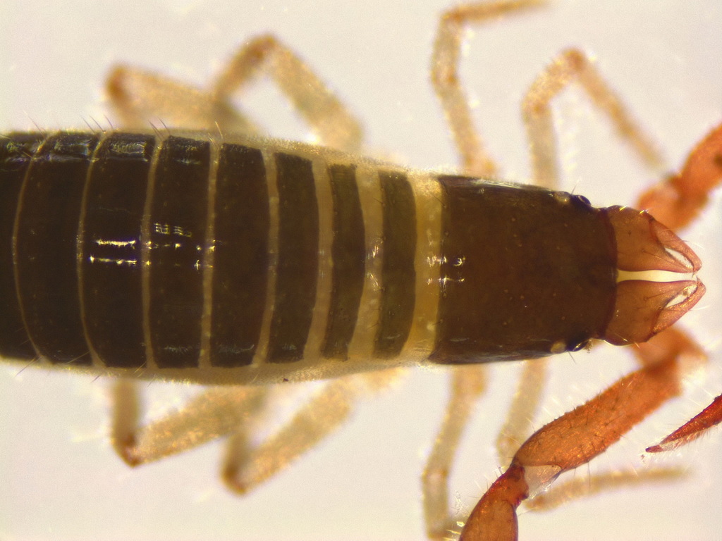 Neobisiid Pseudoscorpions Arthropods Of Long Branch Glencarlyn Park