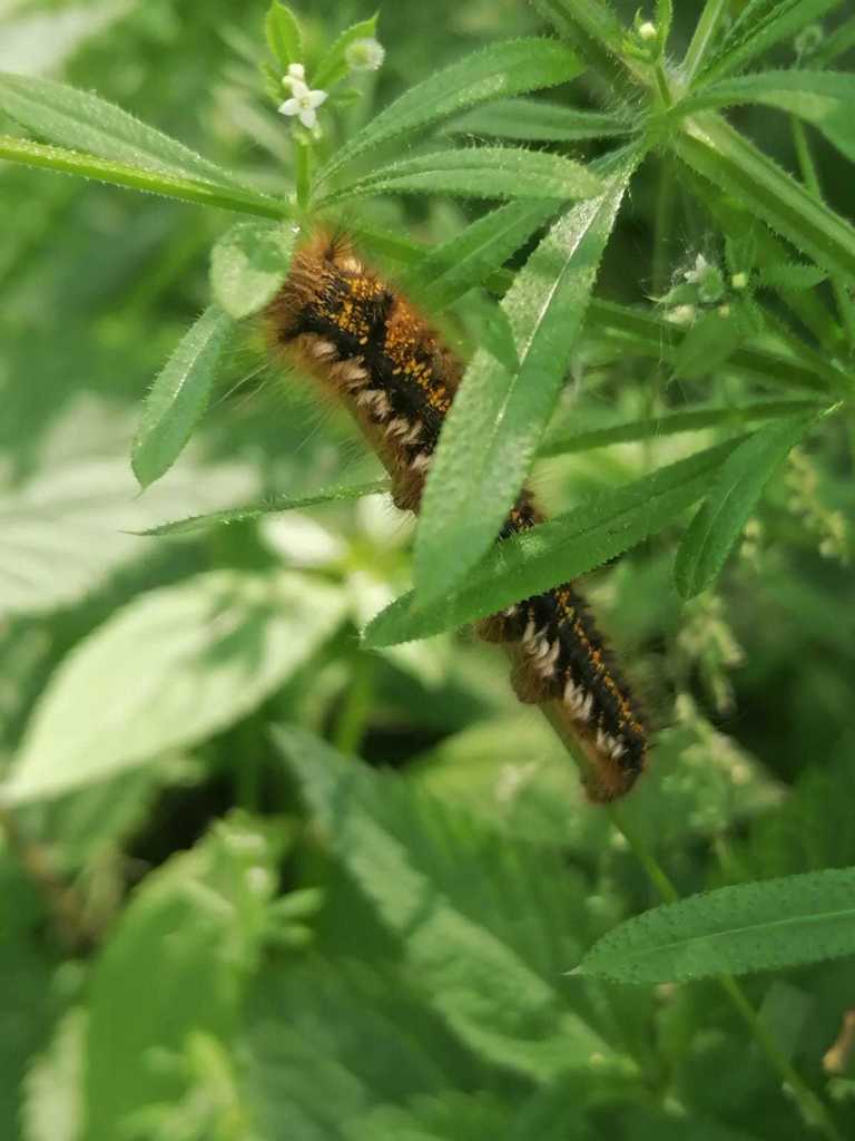 Drinker Moth From 85414 Kirchdorf An Der Amper Deutschland On June 12