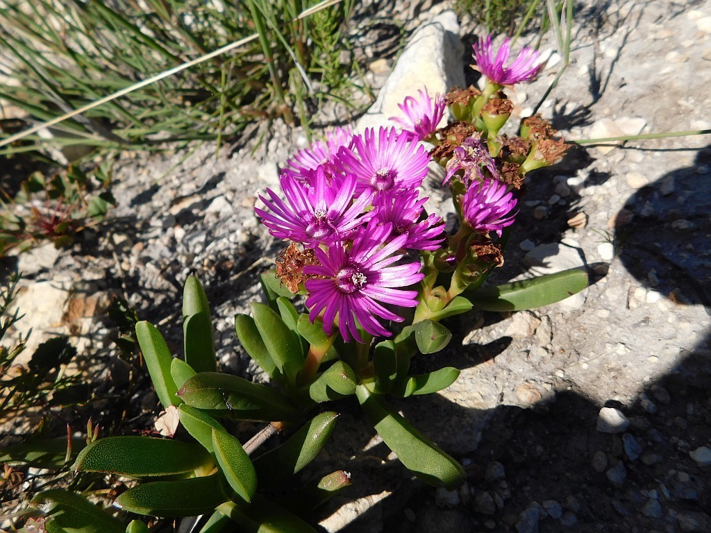 Ruschia Schollii From Greyton Nature Reserve 7233 South Africa On