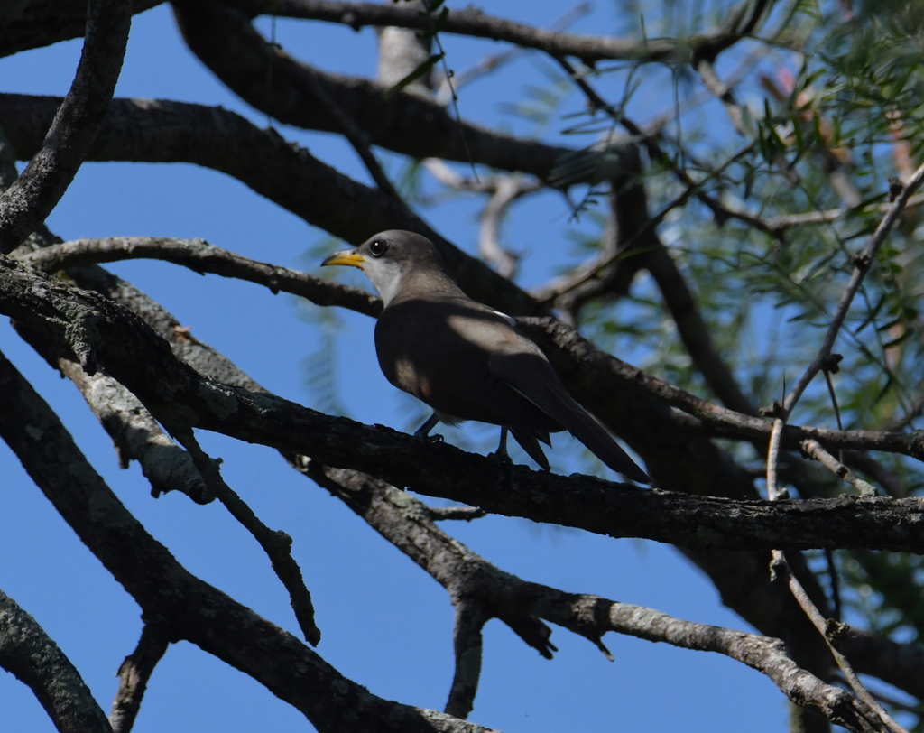 Yellow Billed Cuckoo From Hidalgo County TX USA On 13 June 2021 At