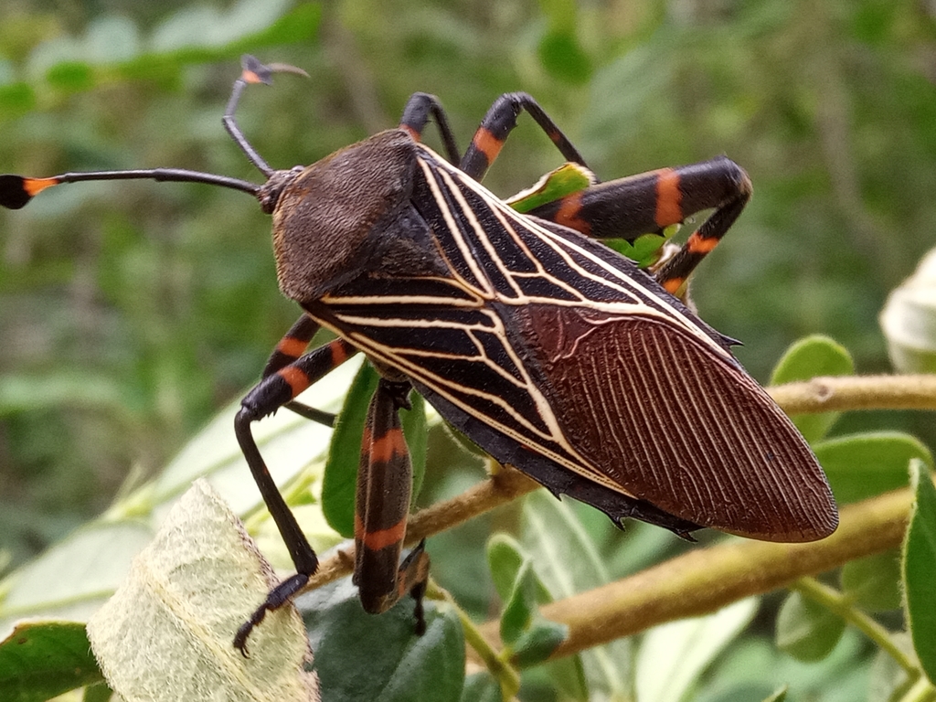 Pachylis gigas from 55956 Méx México on July 9 2021 at 02 56 PM by