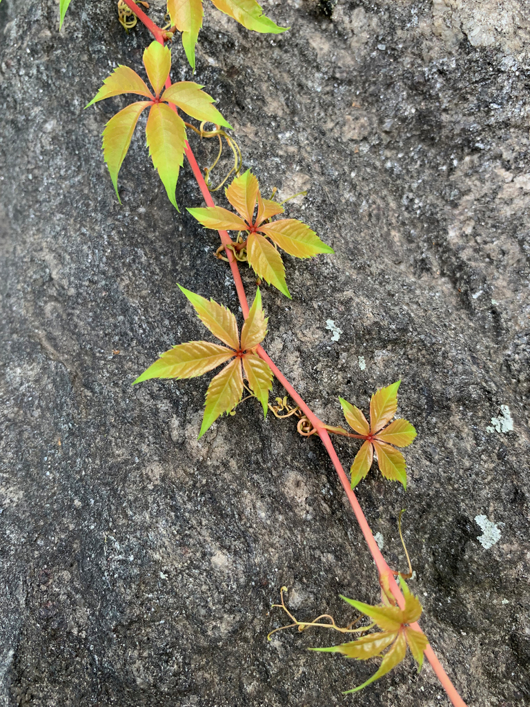 Virginia Creeper From Fort George New York Ny Usa On July