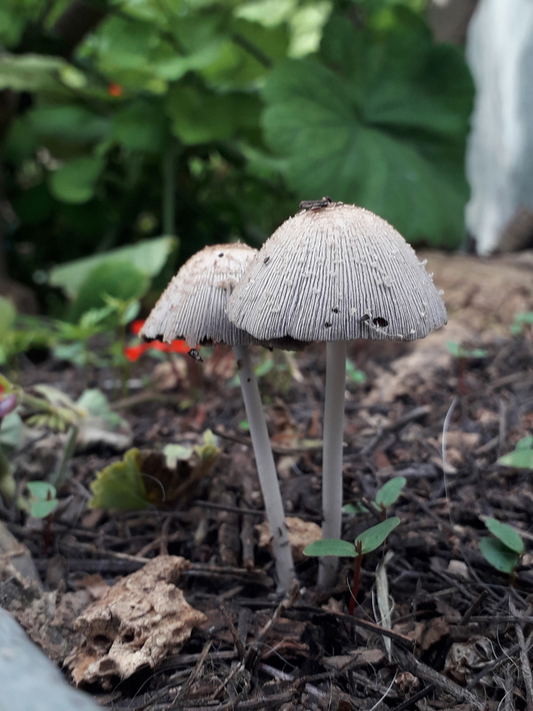 Coprinellus Sect Domestici From Centro Zona Centro Cadereyta De