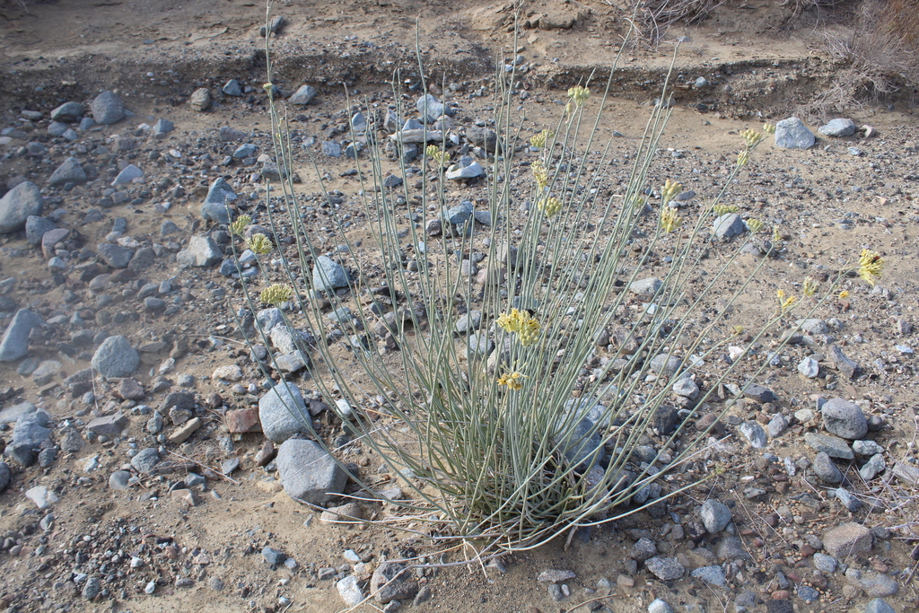 Rush Milkweed From Muleg B C S M Xico On July At Am