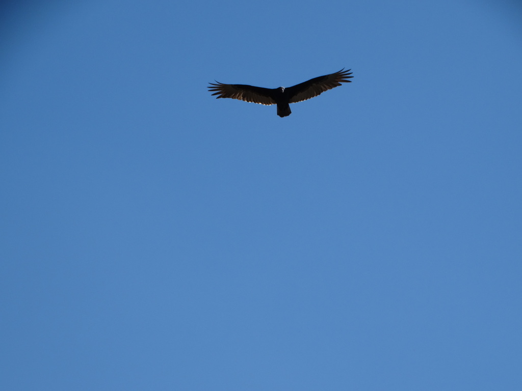 Turkey Vulture From Laguna De Acuitlapilco On February At