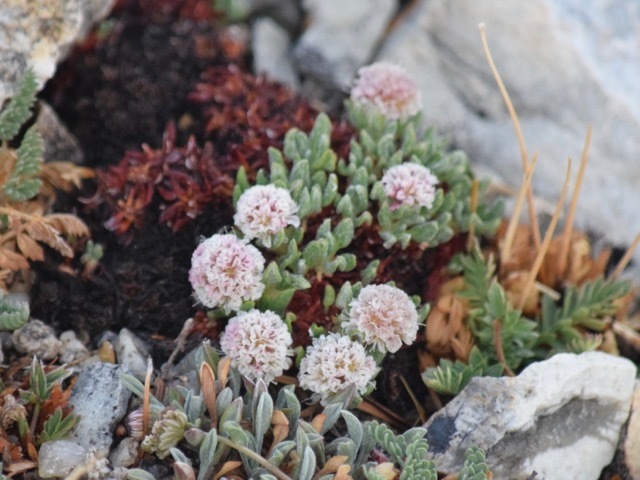 Holmgren S Buckwheat From White Pine County Nv Usa On June