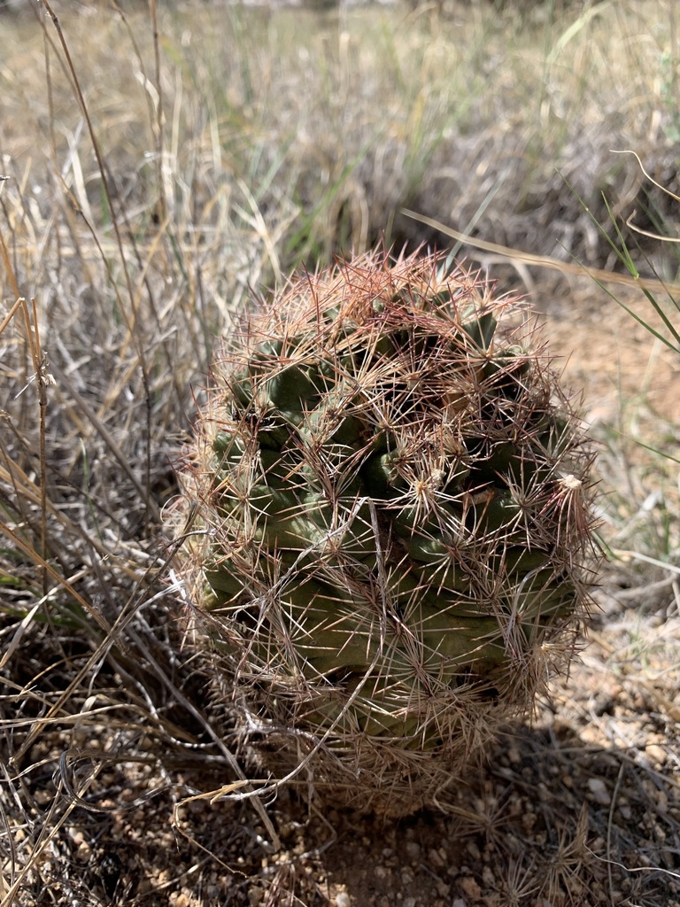 Woven Spine Pineapple Cactus From Kirtland Afb Albuquerque Nm Us On