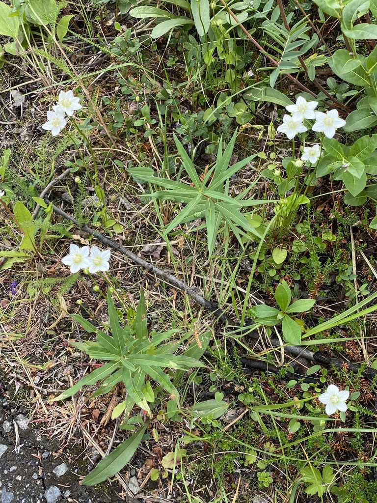 Marsh Grass Of Parnassus From Denali National Park Preserve AK US