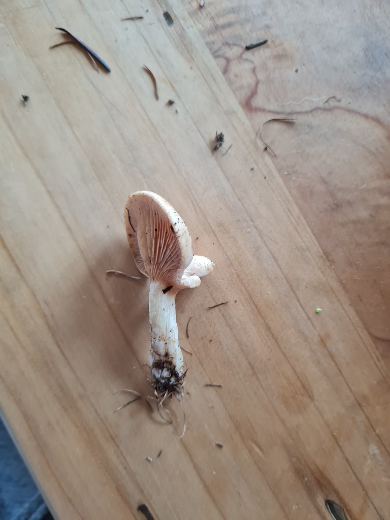 Common Gilled Mushrooms And Allies From North East Valley Dunedin