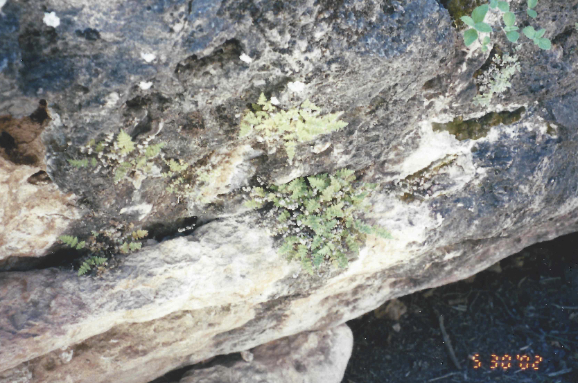 Fee S Lip Fern In May 2002 By Kenneth Bader On A Rocky Cliff INaturalist