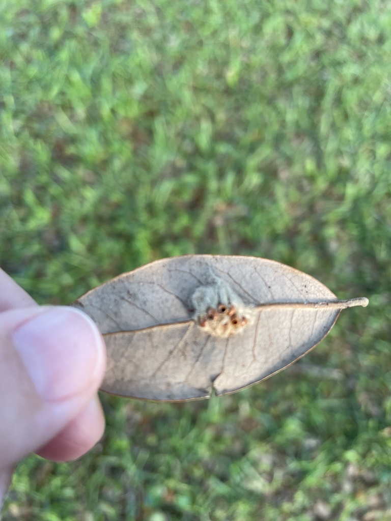 Wool Bearing Gall Wasp In June 2021 By Walt Disney INaturalist