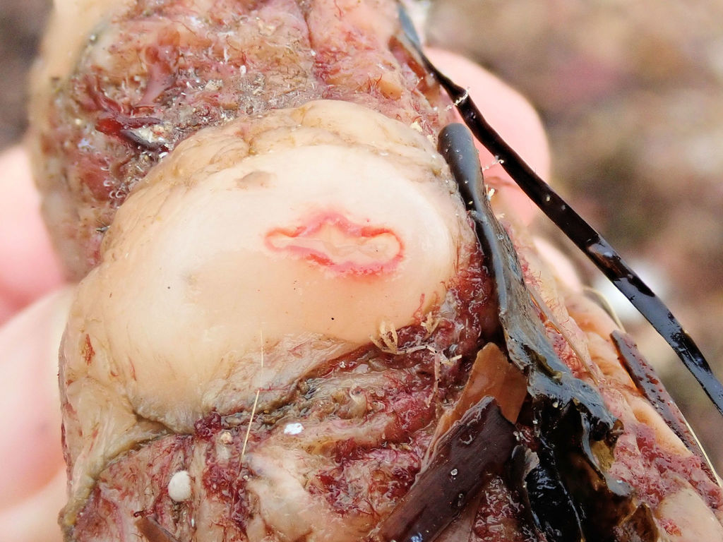 Mauve Mouth Ascidian From Sellicks Beach South Sa Australia On July