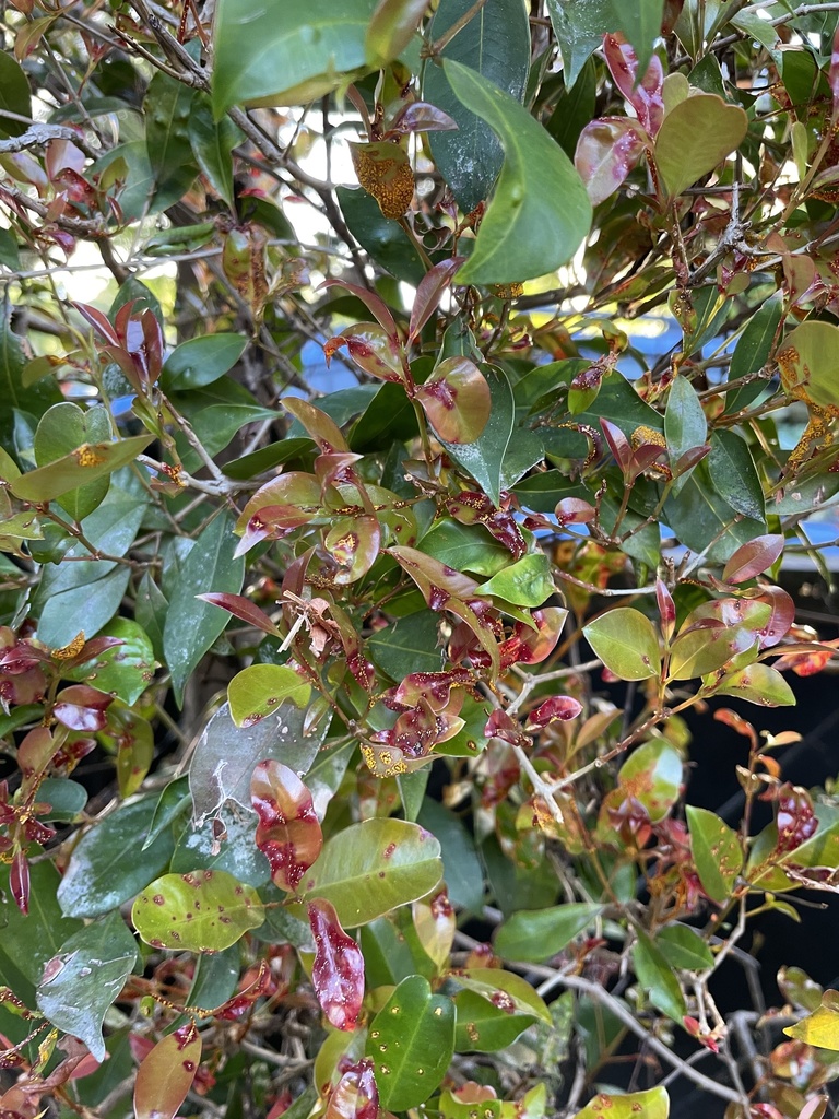 Myrtle Rust From Paice Avenue Sandringham Auckland NZ On January 18