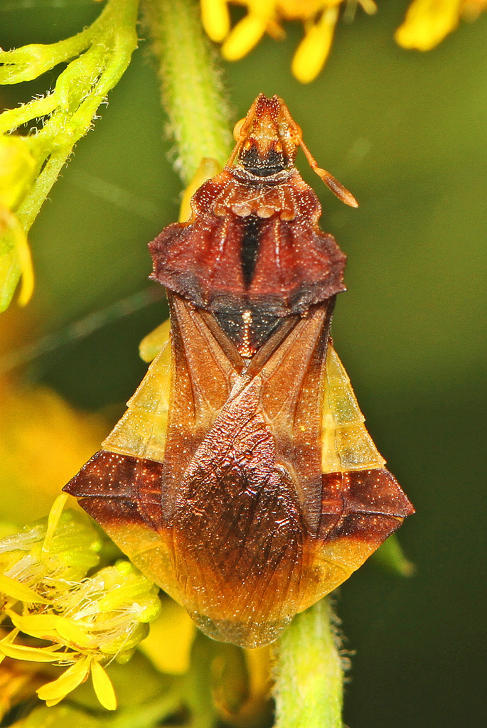 Pennsylvania Ambush Bug Assassin Bugs Of GSMNP INaturalist