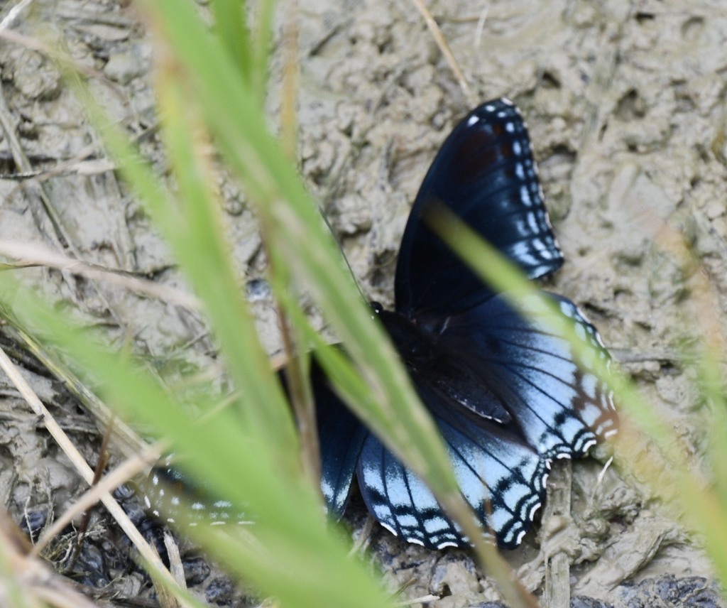 Red Spotted Admiral From Randolph County Wv Usa On July At