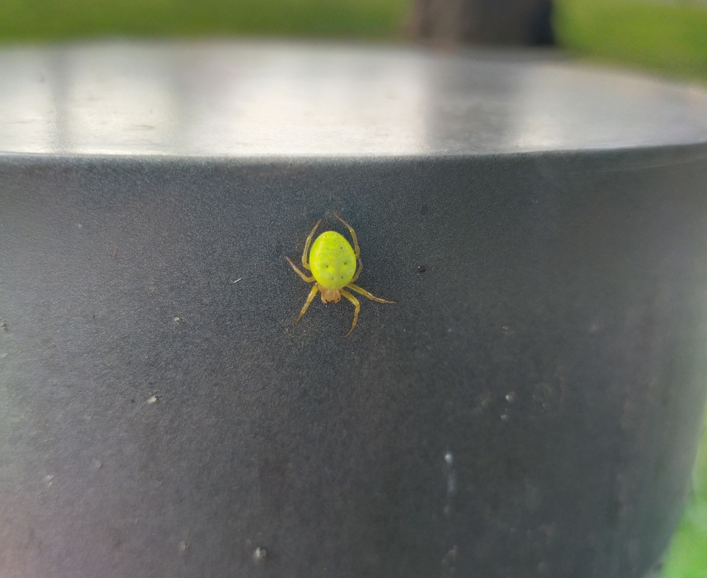 Cucumber Spiders From Edinburgh EH10 UK On July 31 2021 At 05 03 PM