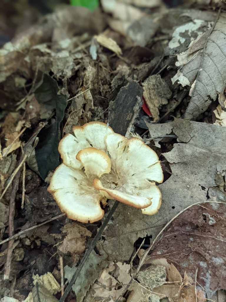 Mushrooms Bracket Fungi Puffballs And Allies From Madison Township