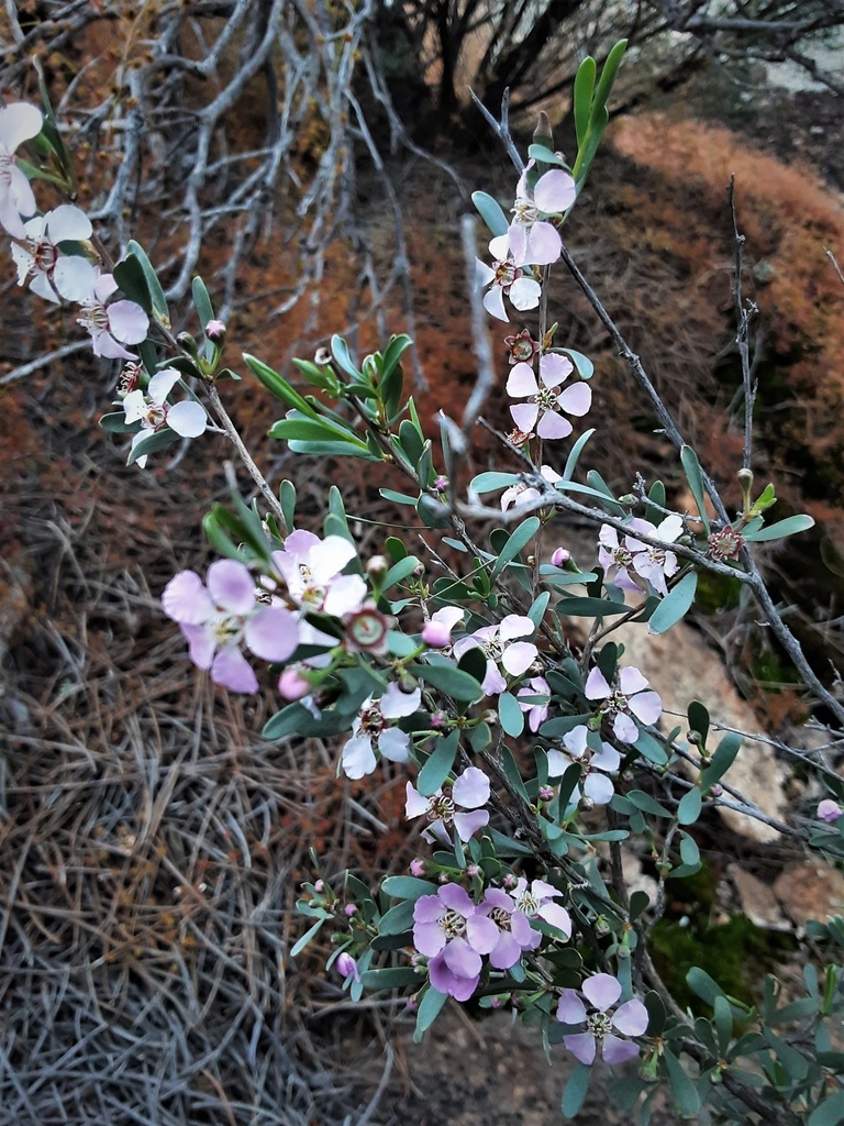 Leptospermum Incanum From Norseman WA 6443 Australia On July 16 2021