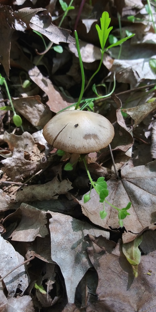 Brittlestems In April 2021 By Jim Oehmke INaturalist