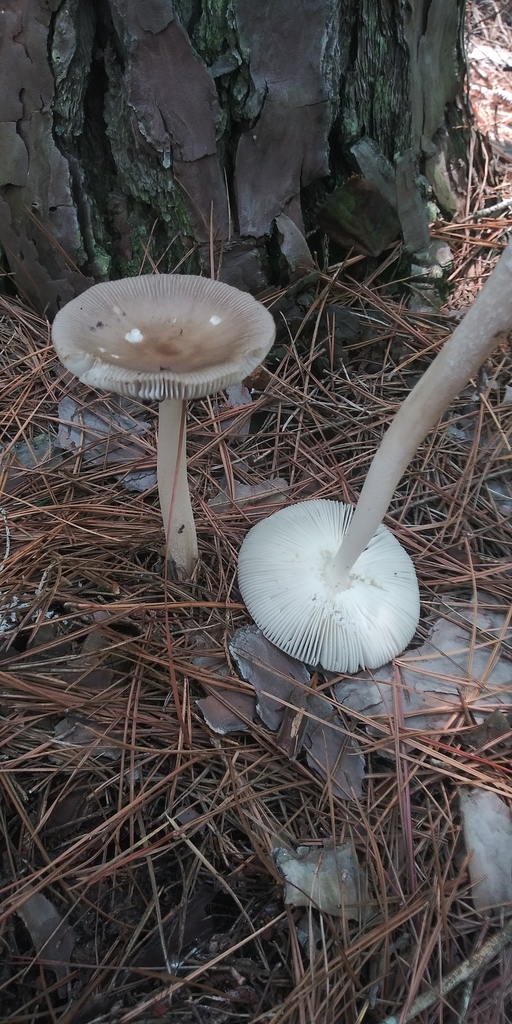 Amanita Sect Vaginatae In July By Jim Inaturalist