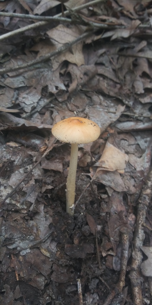 Amanita Sect Vaginatae In July 2021 By Jim Oehmke INaturalist